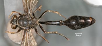 Media type: image;   Entomology 33213 Aspect: habitus dorsal view